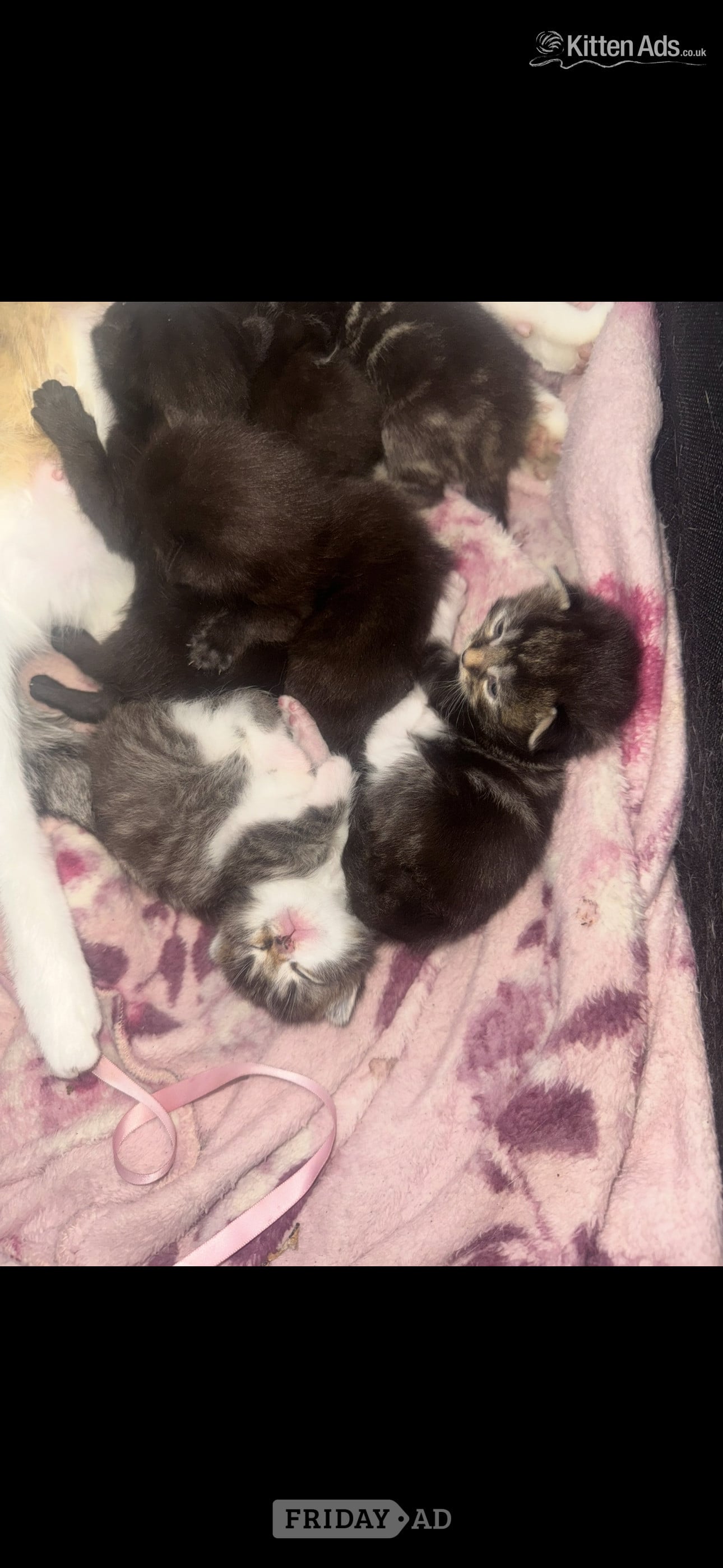 4 beautiful kittens  - Cats & Kittens in Bristol