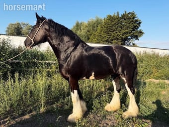 "Magic" Black Mare All Rounder