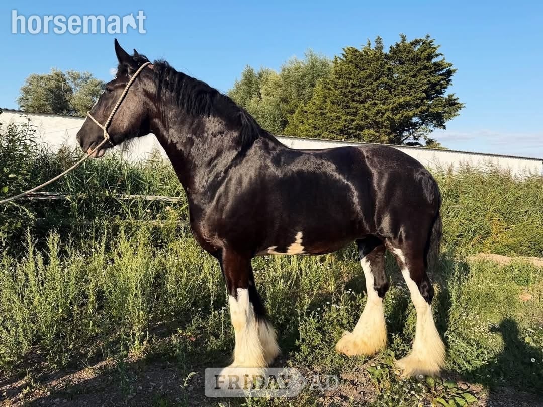 "Magic" Black Mare All Rounder in Cardiff