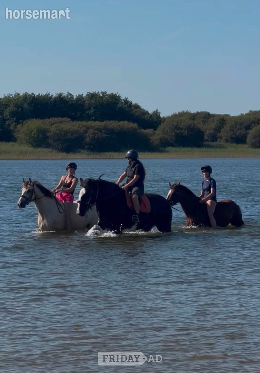 "Magic" Black Mare All Rounder
