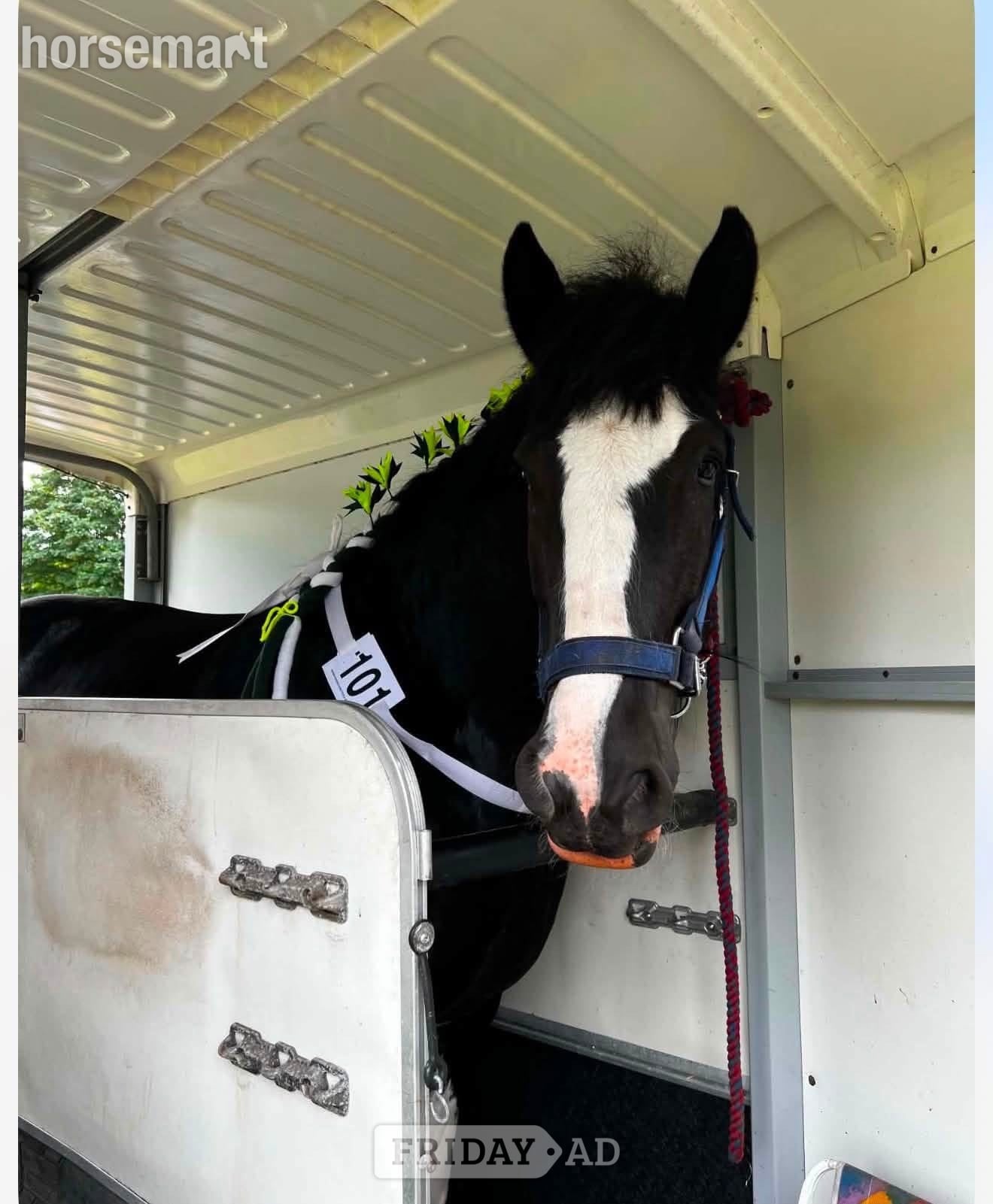 Cardiff "Magic" Black Mare All Rounder