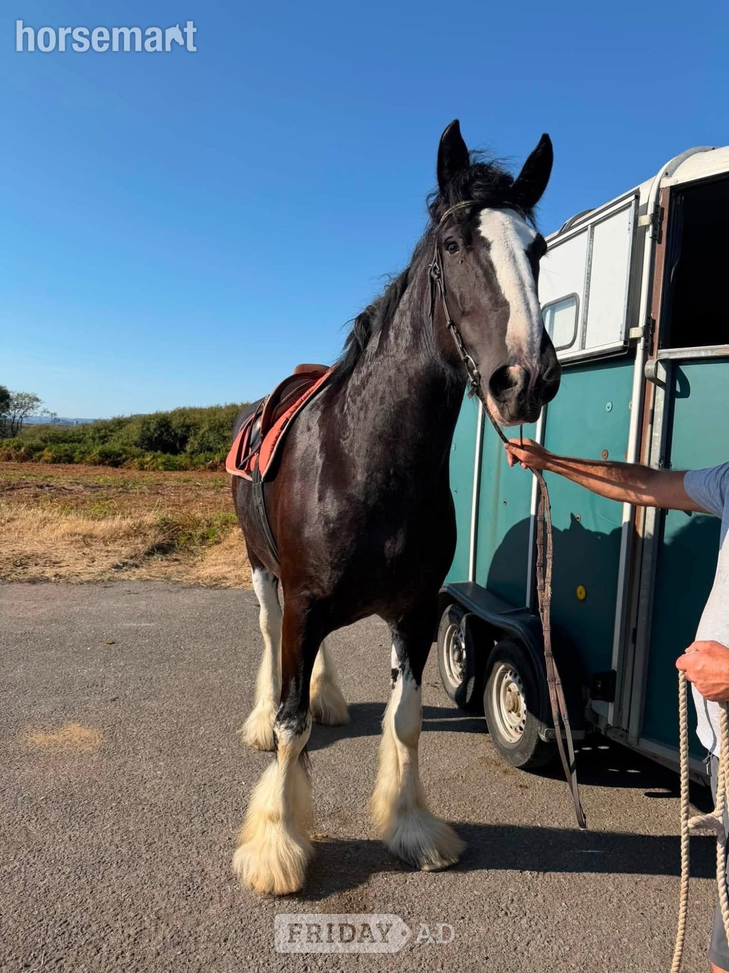 "Magic" Black Mare All Rounder - Horses in Cardiff