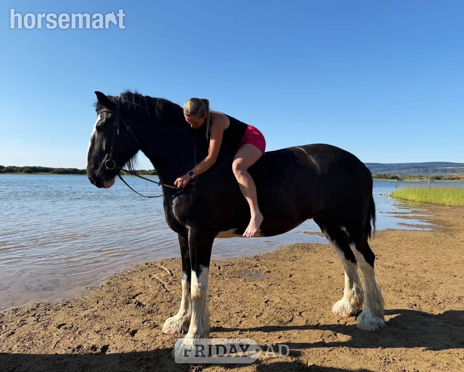"Magic" Black Mare All Rounder - Horses