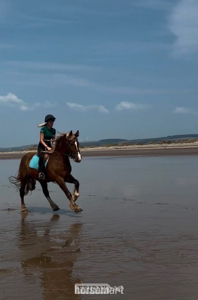 "Zeus" Chestnut Gelding All Rounder in Cardiff