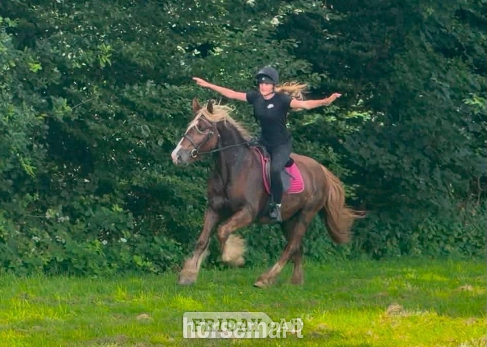 "Zeus" Chestnut Gelding All Rounder