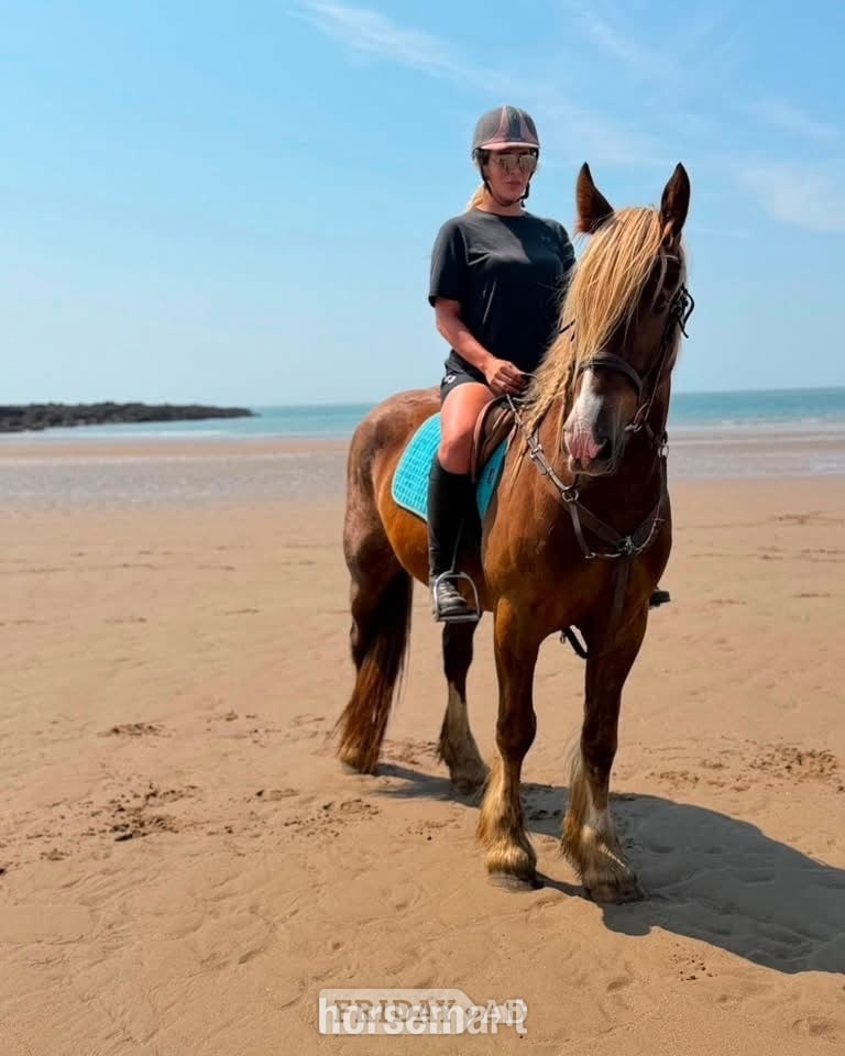 "Zeus" Chestnut Gelding All Rounder - Horses in Cardiff