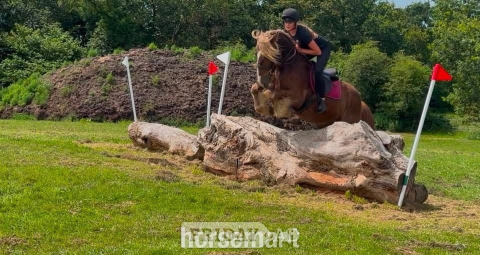 "Zeus" Chestnut Gelding All Rounder - Horses