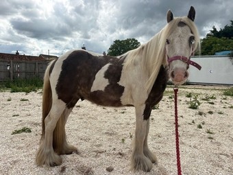 "Billy"  Gelding Lead Rein/First Ridden Pony