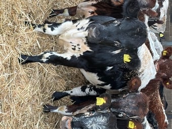 27 store cattle for sale 