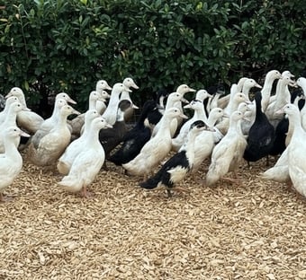 Ducks &amp; Ducklings in a range of breeds 