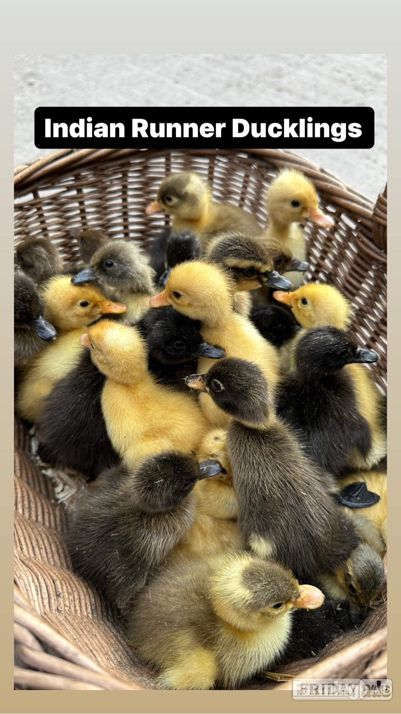 Swannington Ducks &amp; Ducklings in a range of breeds 