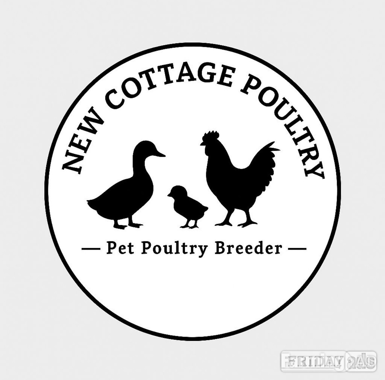 Ducks &amp; Ducklings in a range of breeds  - Poultry