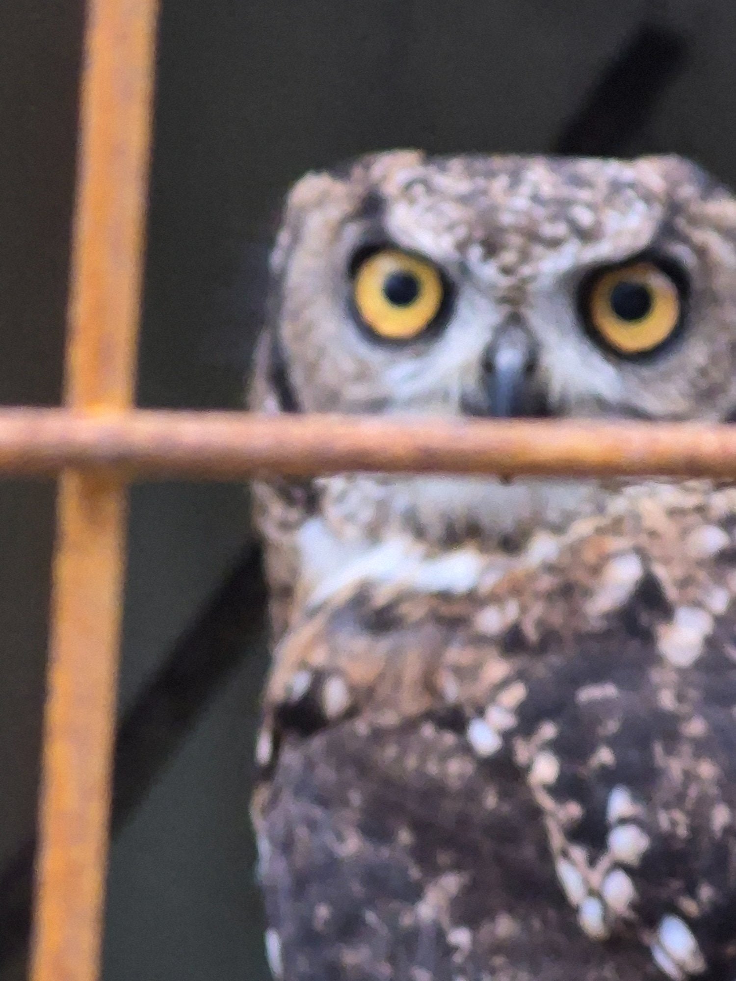 Bridgend African spotted eagle owl pair