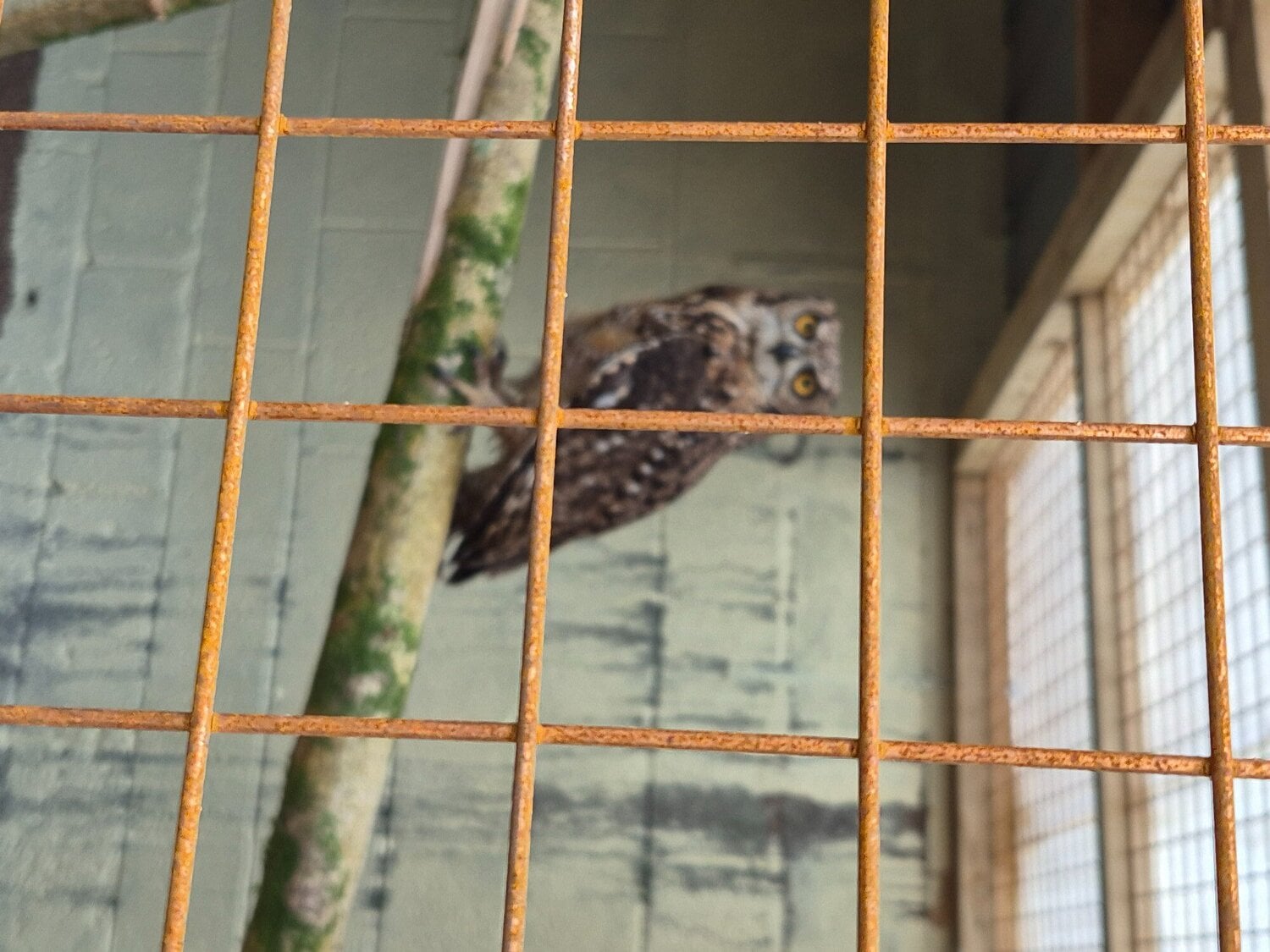 African spotted eagle owl pair - Birds in Bridgend
