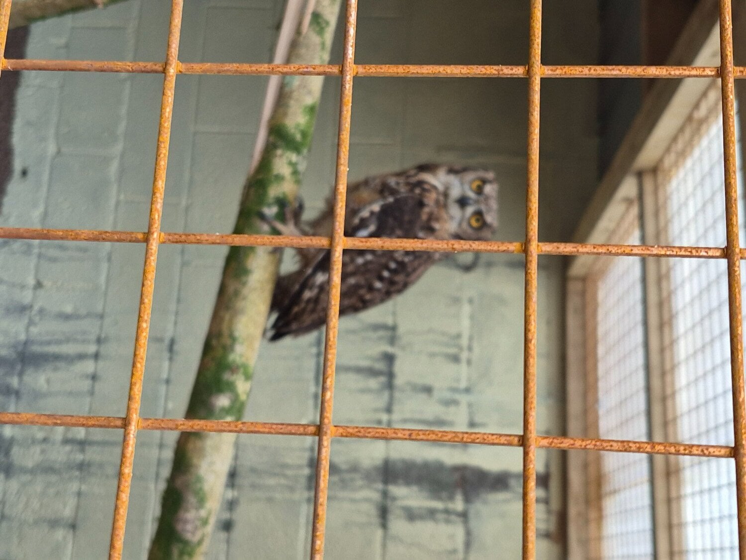African spotted eagle owl pair - Birds