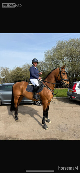 "X" Bay Mare Show Jumper