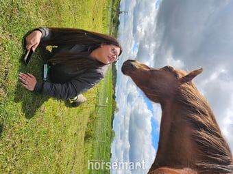 "Thistledown Phoenix " Chestnut Gelding Project Horse