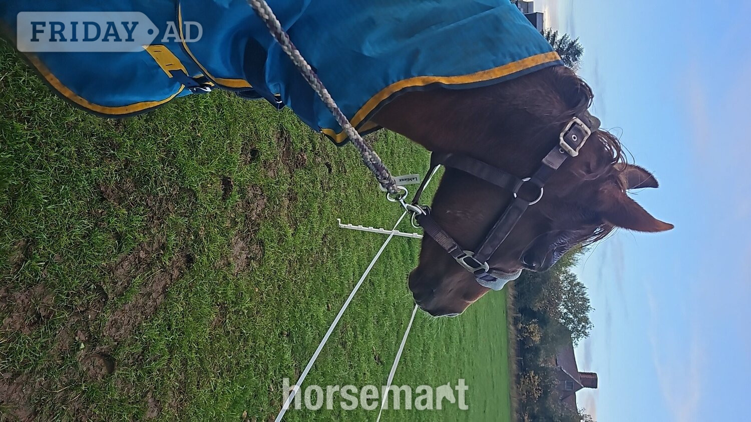 "Thistledown Phoenix " Chestnut Gelding Project Horse - Horses in Berkswell