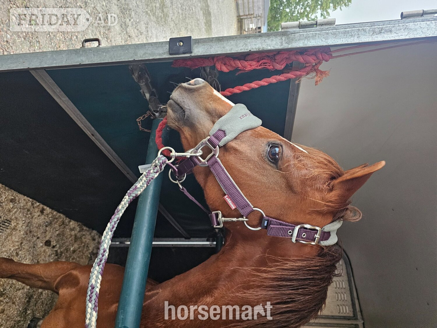 "Thistledown Phoenix " Chestnut Gelding Project Horse - Horses