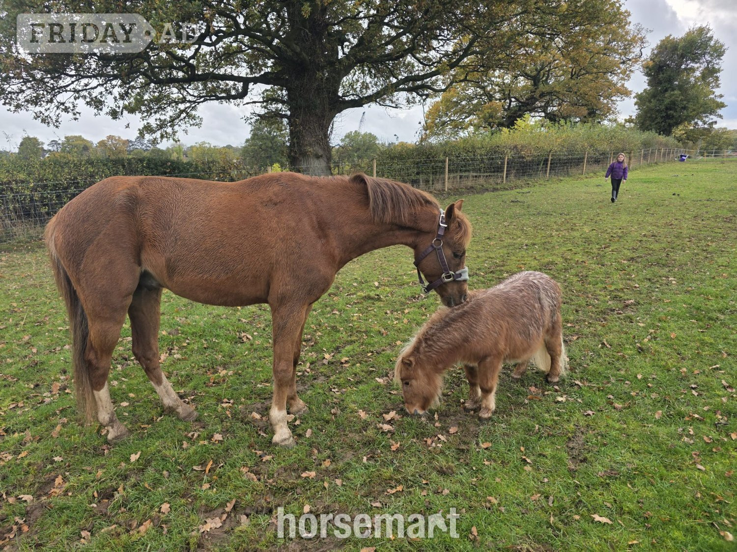 Berkswell "Thistledown Phoenix " Chestnut Gelding Project Horse