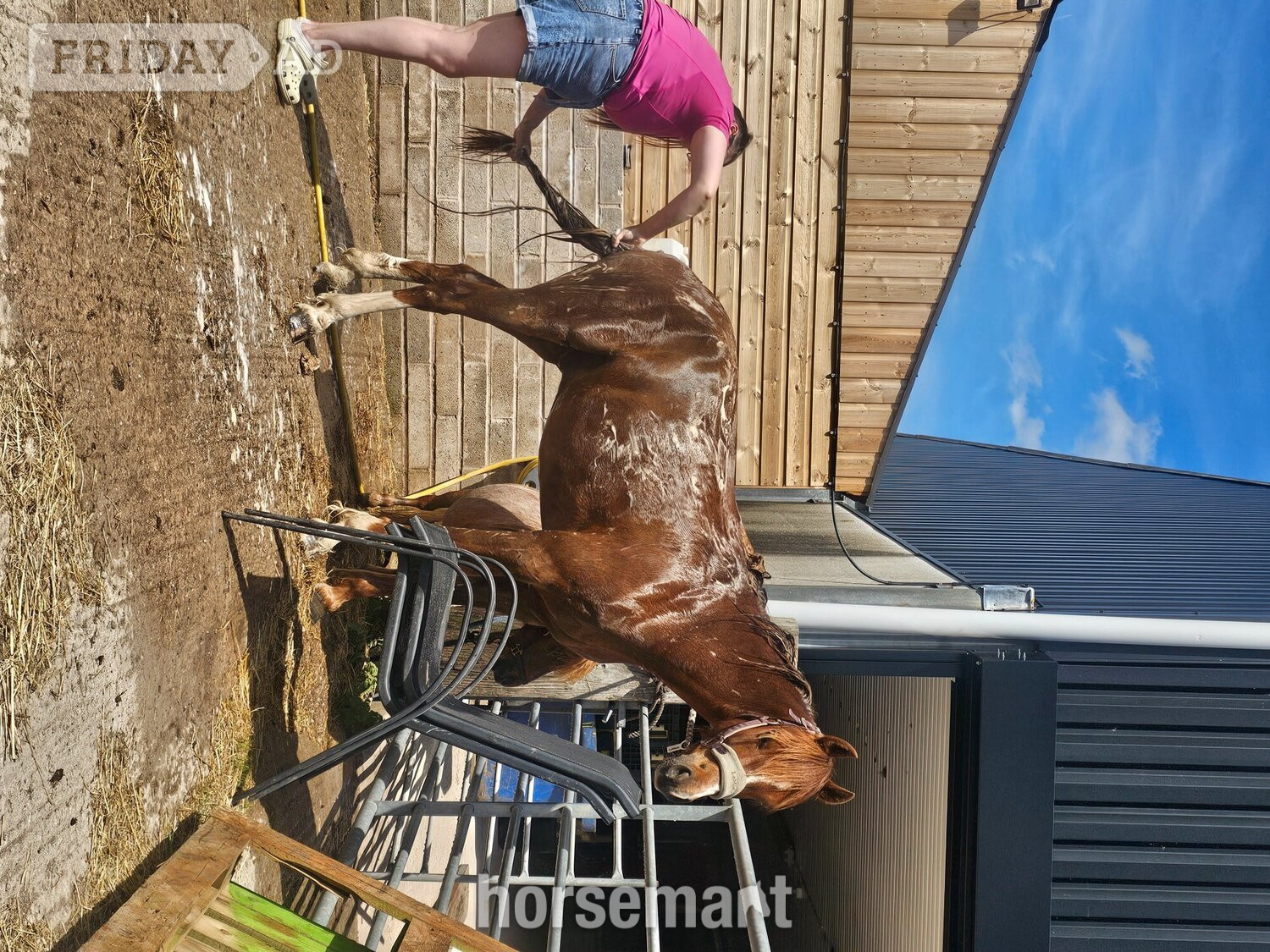 "Thistledown Phoenix " Chestnut Gelding Project Horse