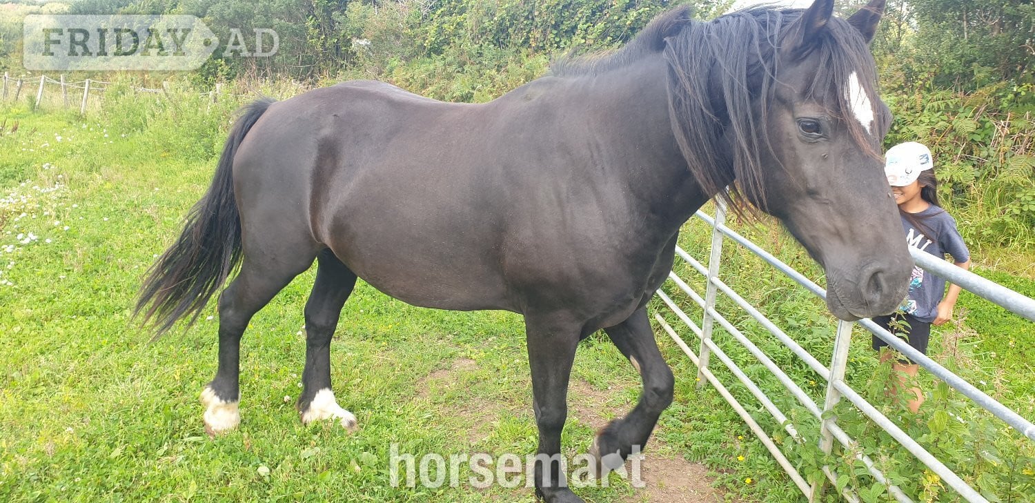 "STAR (Cochycwm Starlight)" Black Gelding Cob/Heavy Horse in Swansea