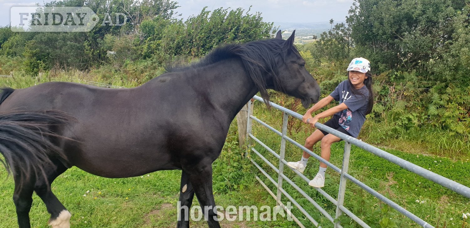 "STAR (Cochycwm Starlight)" Black Gelding Cob/Heavy Horse
