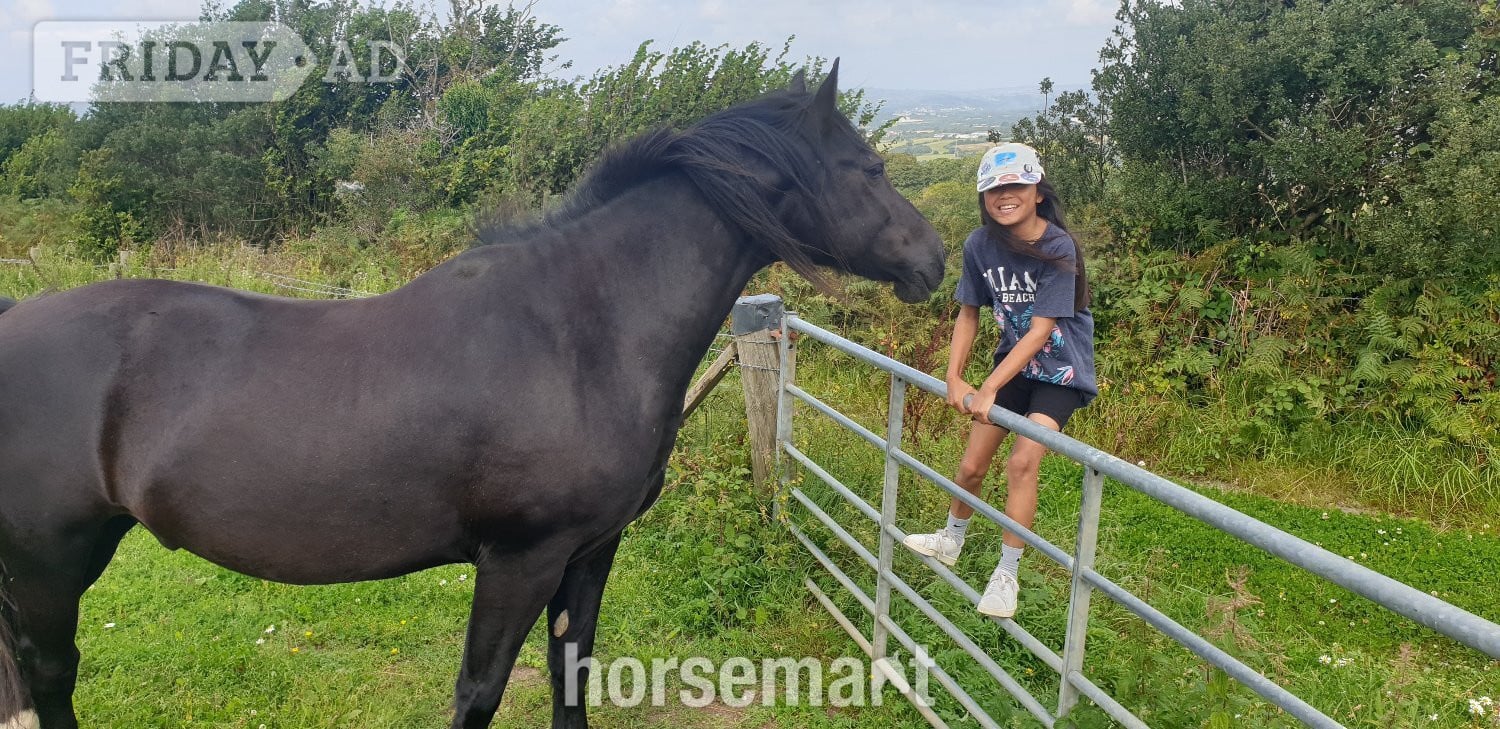 Swansea "STAR (Cochycwm Starlight)" Black Gelding Cob/Heavy Horse