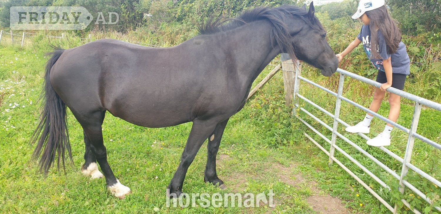 "STAR (Cochycwm Starlight)" Black Gelding Cob/Heavy Horse - Horses in Swansea