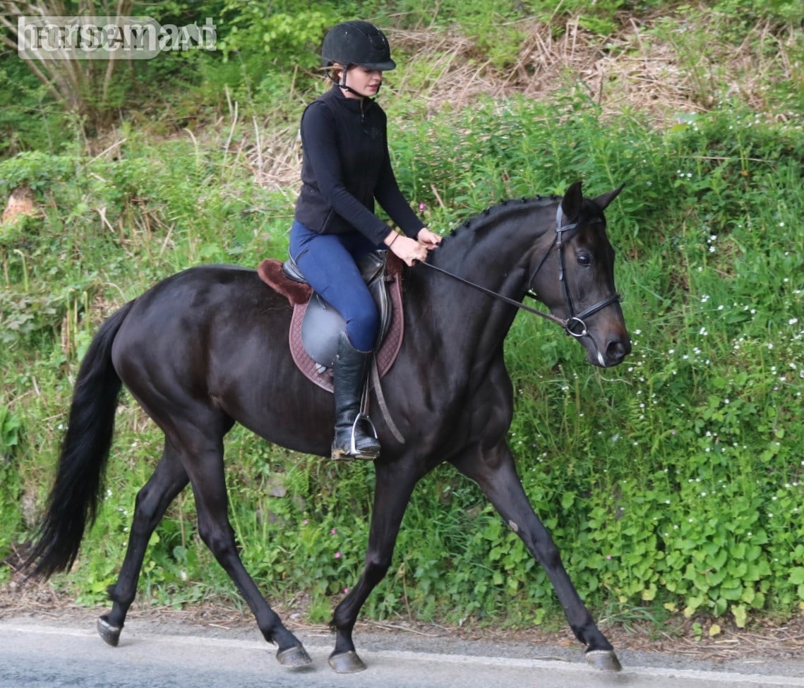 "Absolutely Debutante" Black Mare All Rounder