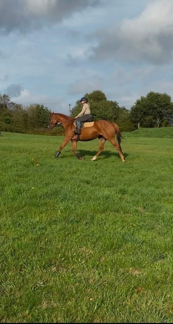"Posh " Chestnut Mare All Rounder