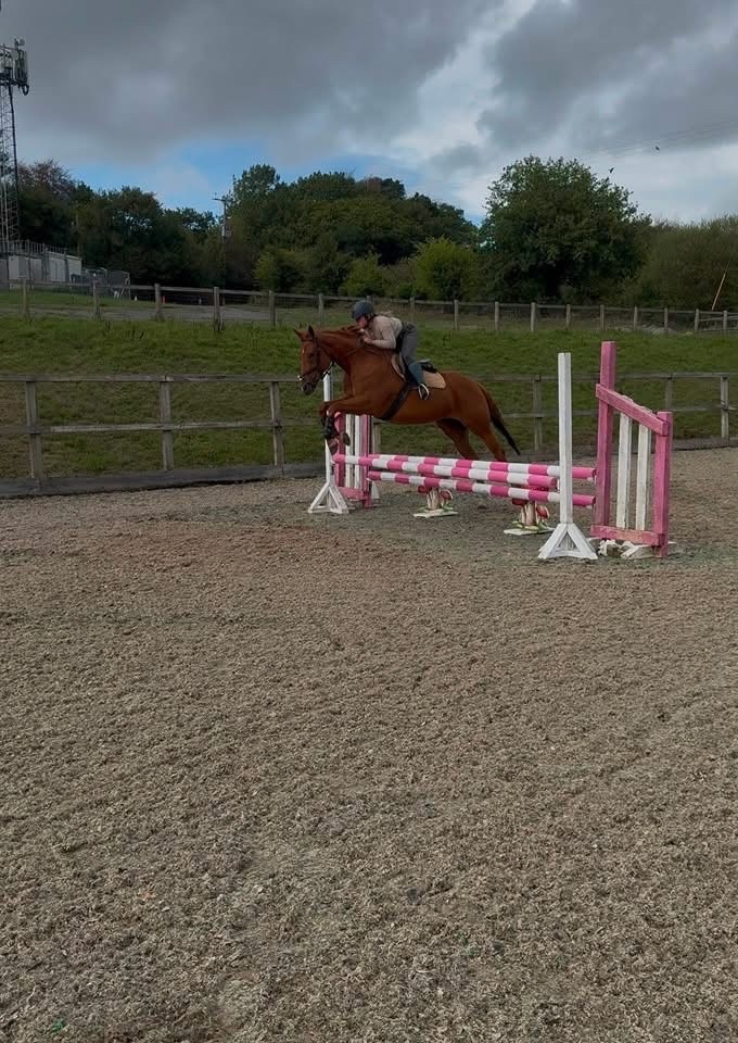 "Posh " Chestnut Mare All Rounder
