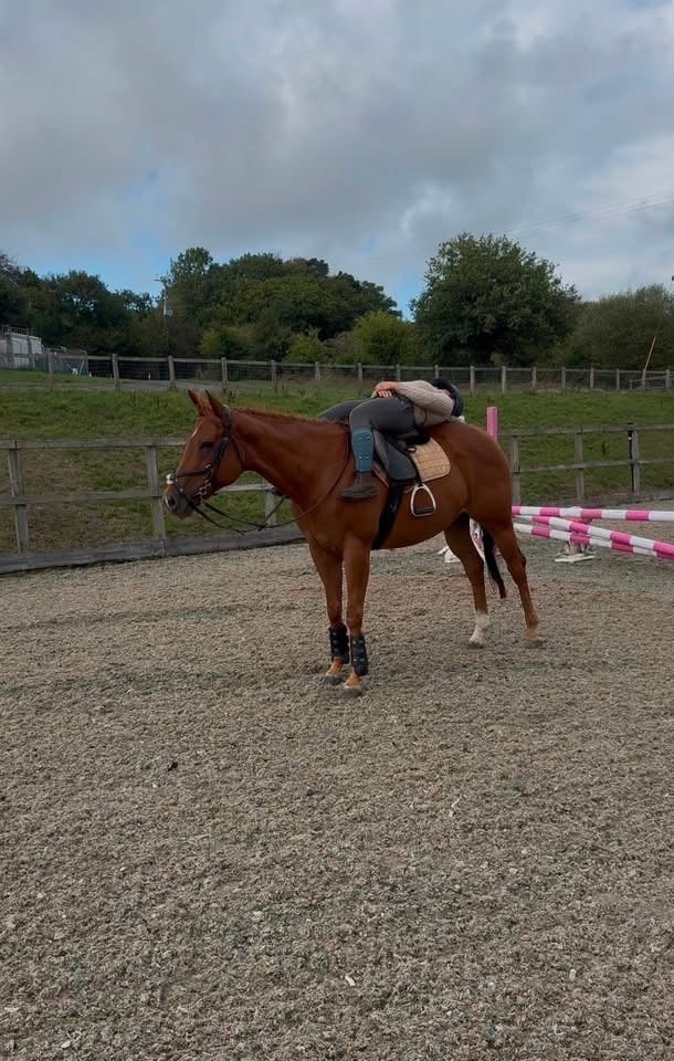 Gelligaer "Posh " Chestnut Mare All Rounder