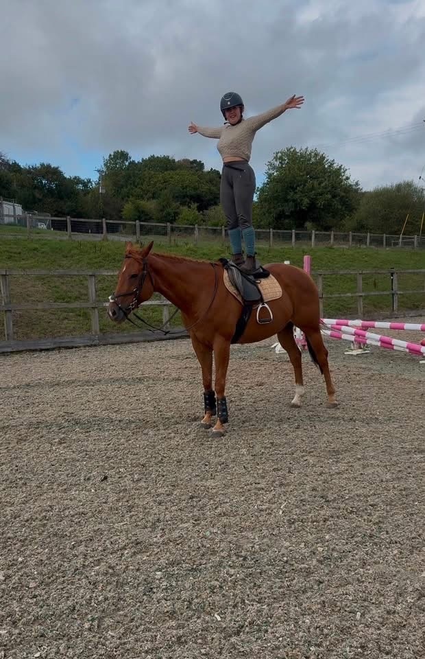"Posh " Chestnut Mare All Rounder - Horses