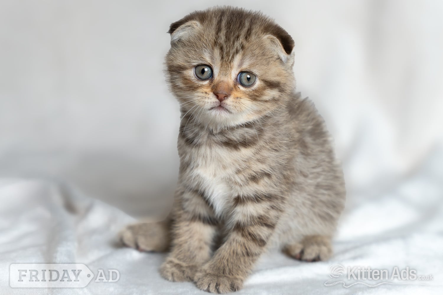 Scottish Fold Kitten Ready Now!  £500 in Nottingham