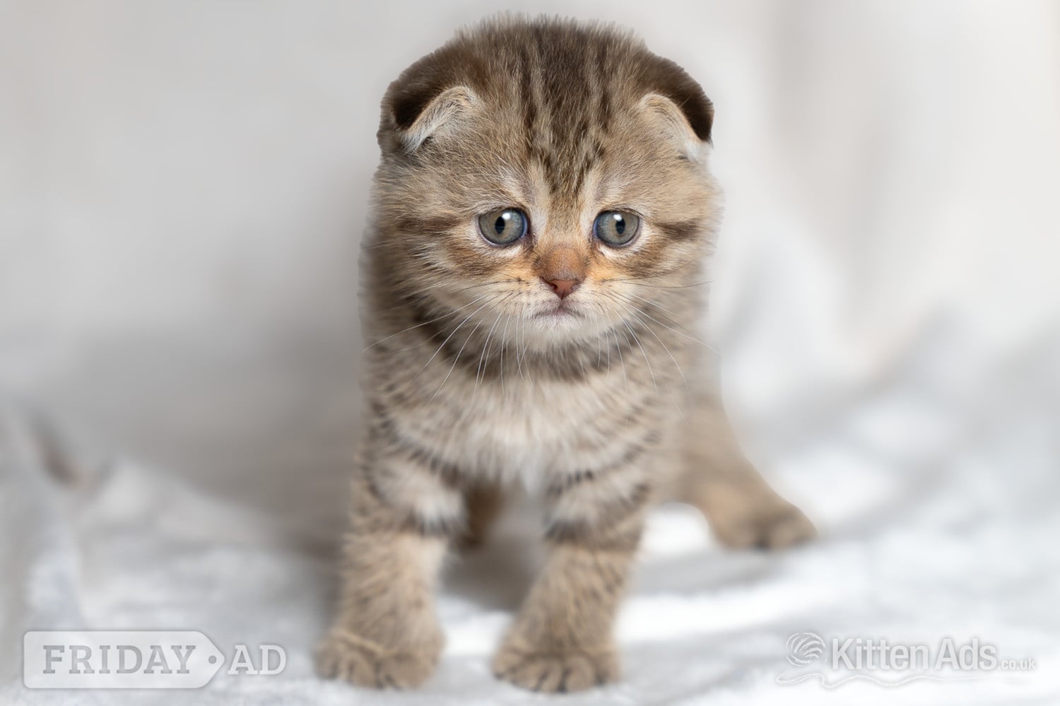 Nottingham Scottish Fold Kitten Ready Now!  £500