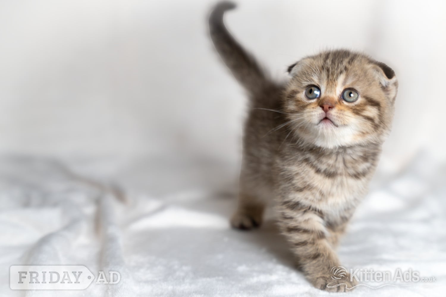 Scottish Fold Kitten Ready Now!  £500 - Cats & Kittens in Nottingham