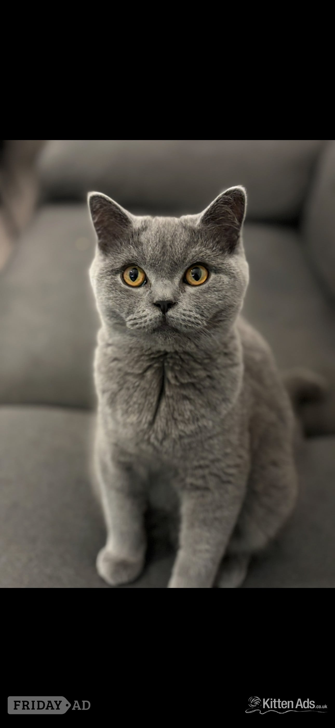 Scottish Fold Kitten Ready Now!  £500 - Cats & Kittens