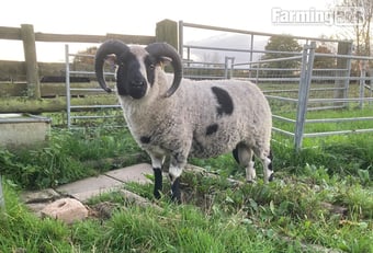 Shetland tups of various ages for sale 