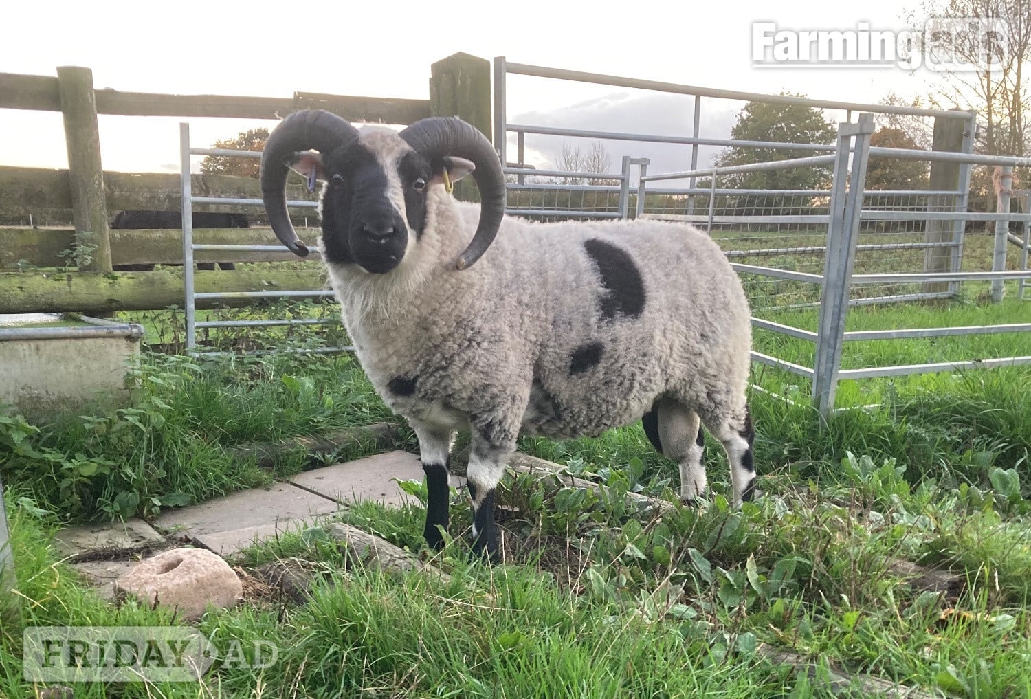 Shetland tups of various ages for sale  in Leighton Buzzard