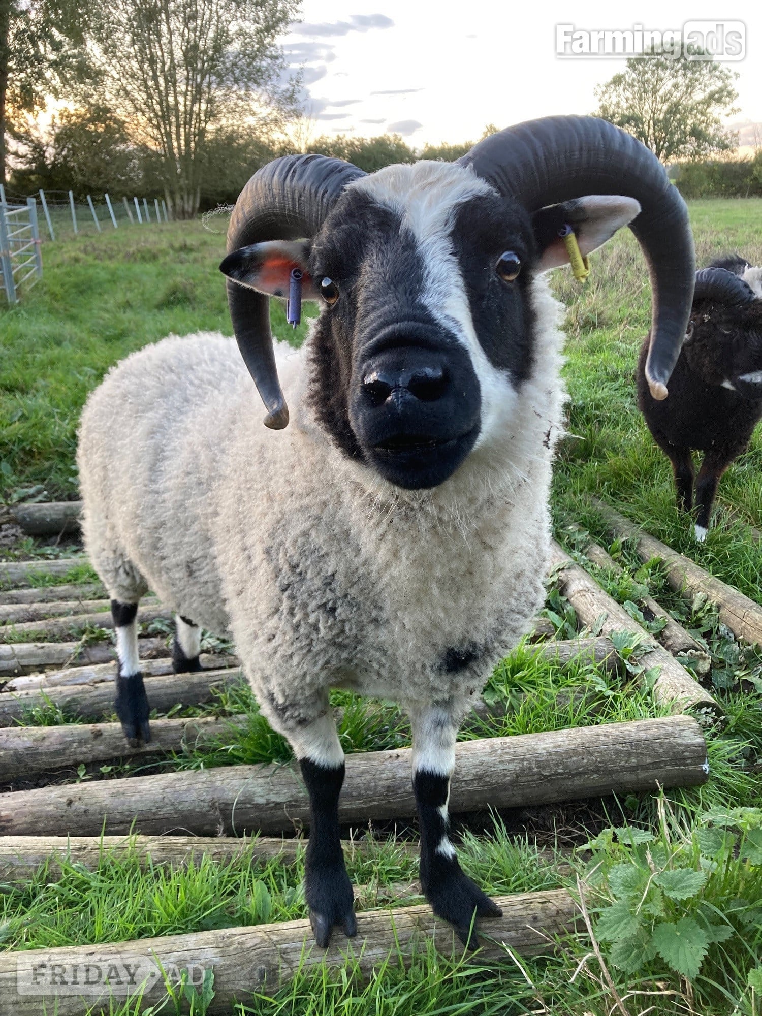 Shetland tups of various ages for sale 
