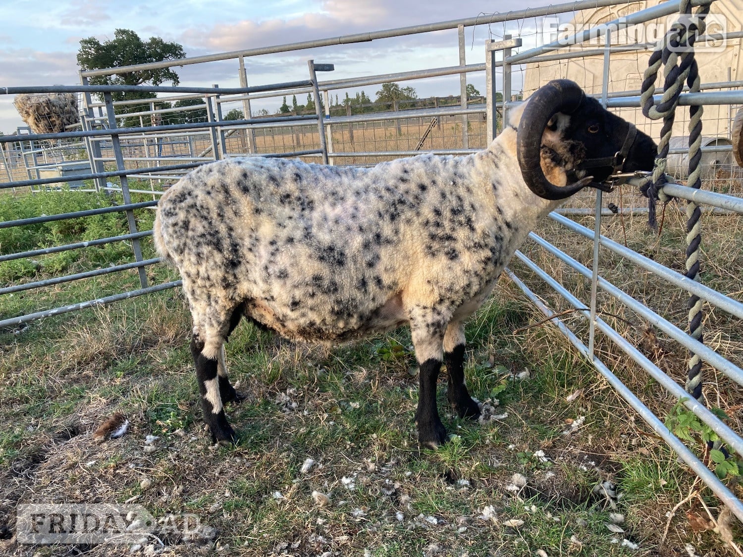 Leighton Buzzard Shetland tups of various ages for sale 
