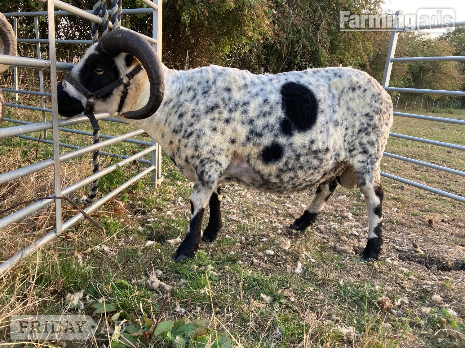 Shetland tups of various ages for sale  - Livestock in Leighton Buzzard