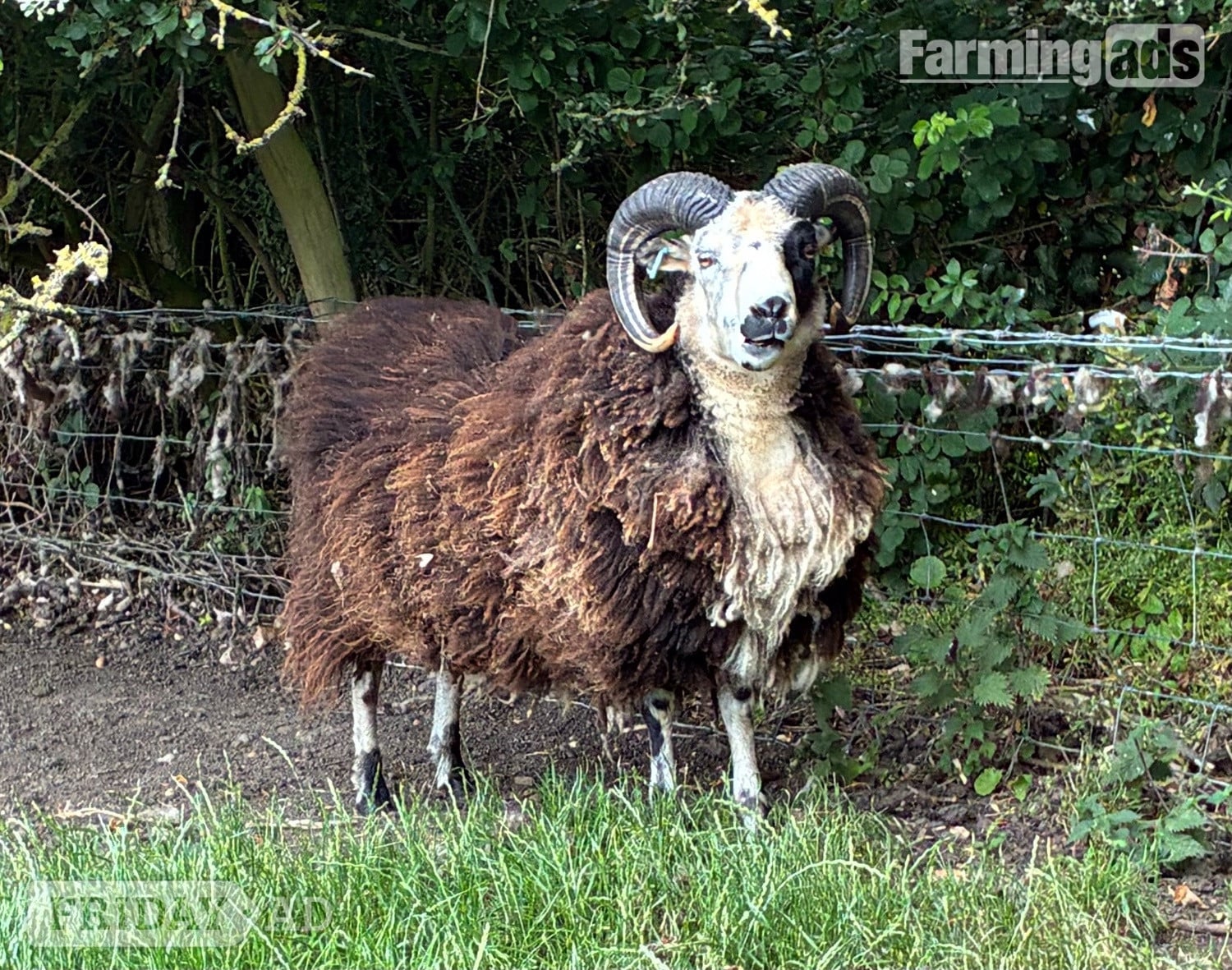 Shetland tups of various ages for sale  - Livestock