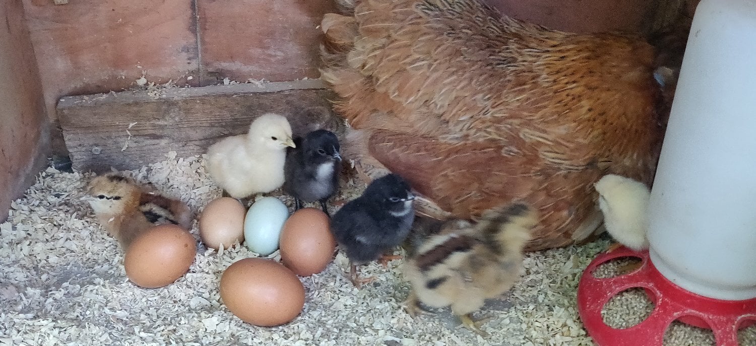 Newborn chicks for sale in London  - Poultry