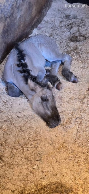 "Isla" Mouse Dun Filly Youngstock / Foal