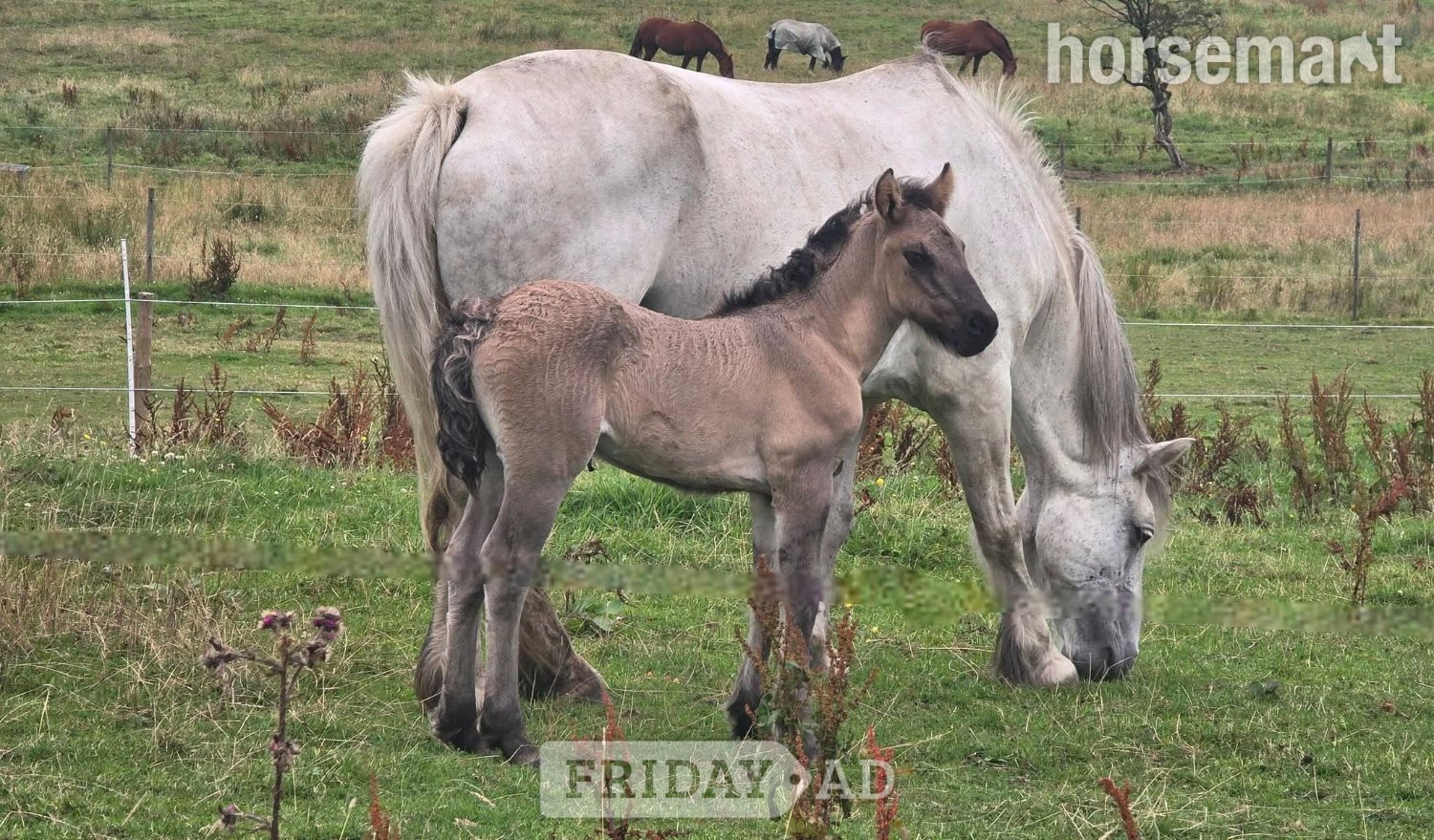 "Isla" Mouse Dun Filly Youngstock / Foal