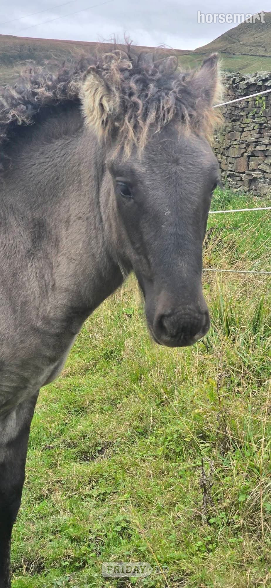 "Isla" Mouse Dun Filly Youngstock / Foal - Horses in Burnley