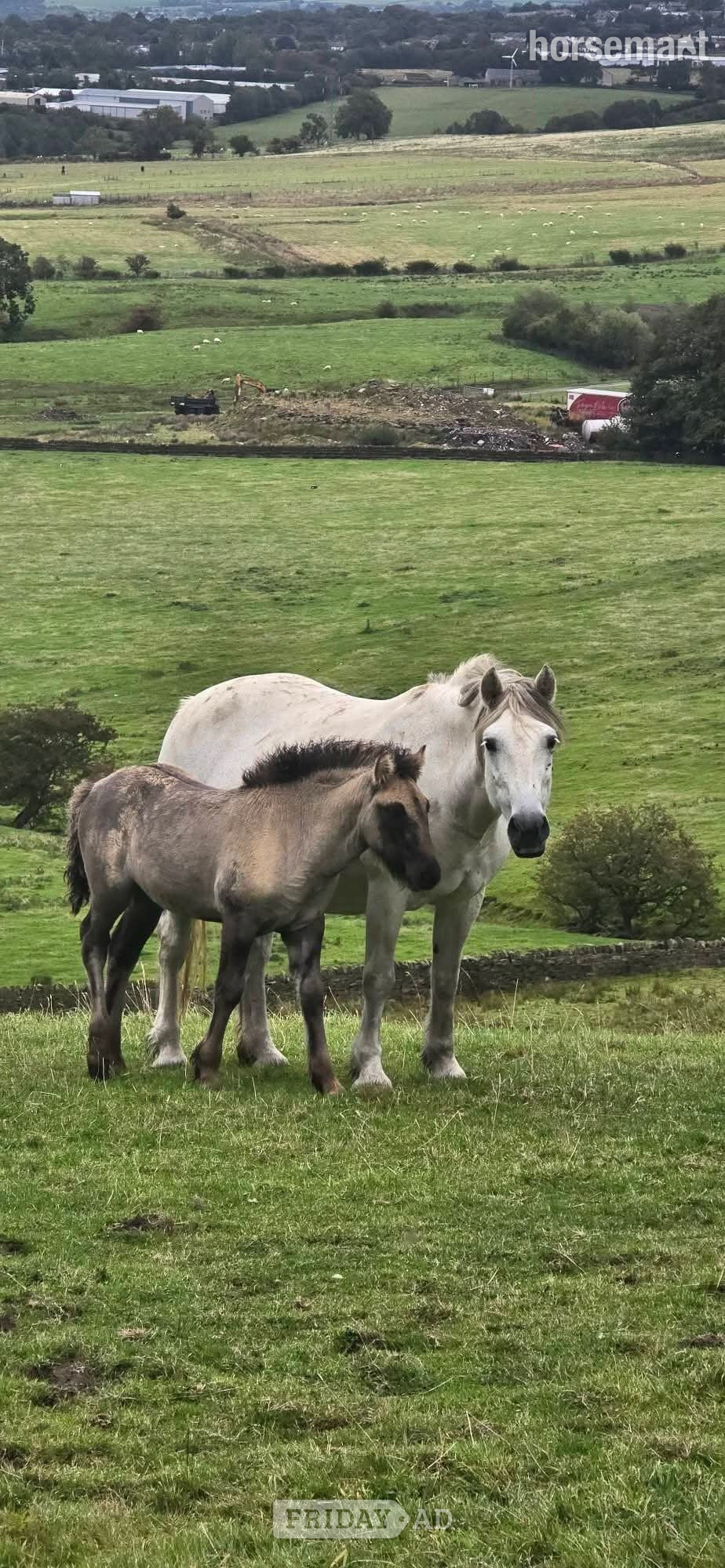 Burnley "Isla" Mouse Dun Filly Youngstock / Foal