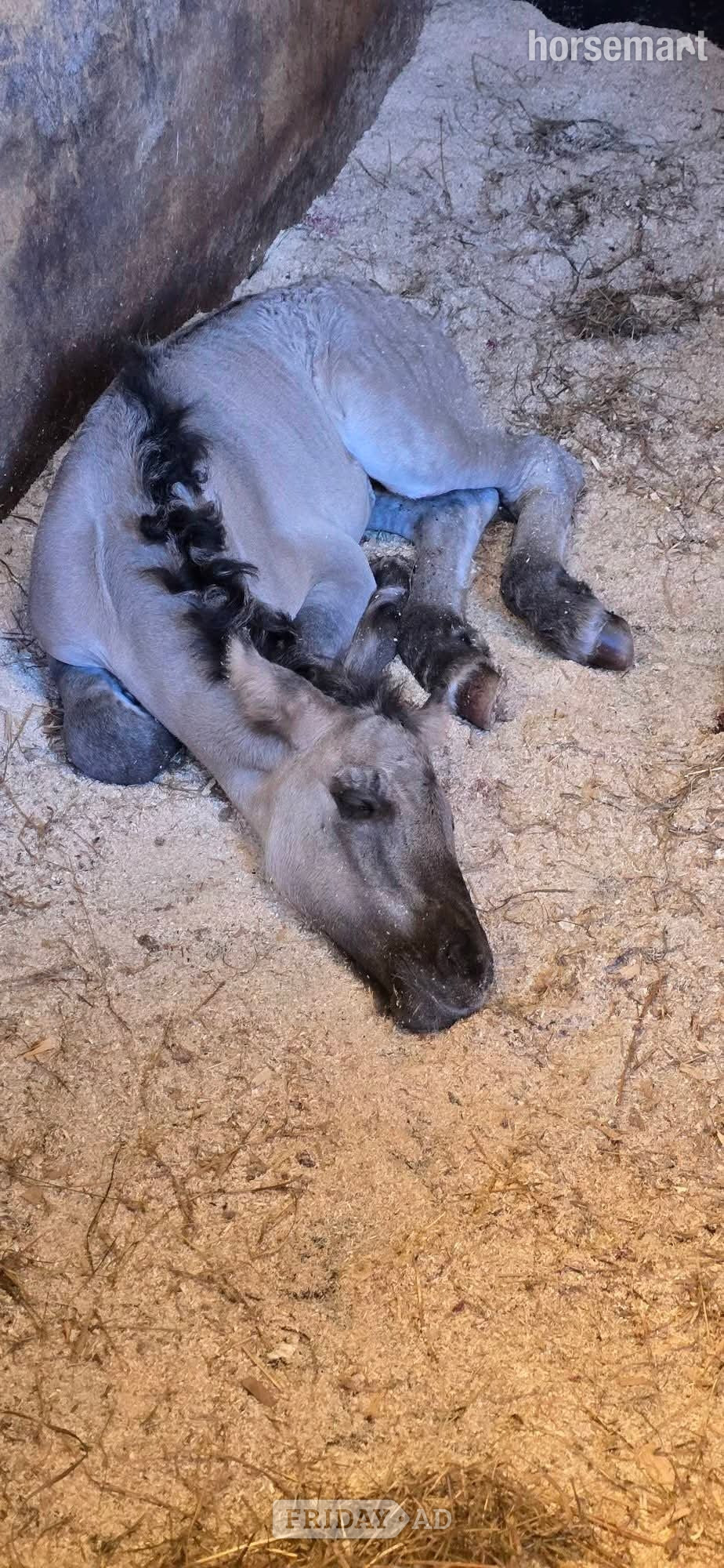 "Isla" Mouse Dun Filly Youngstock / Foal in Burnley